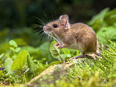 Rodenticides