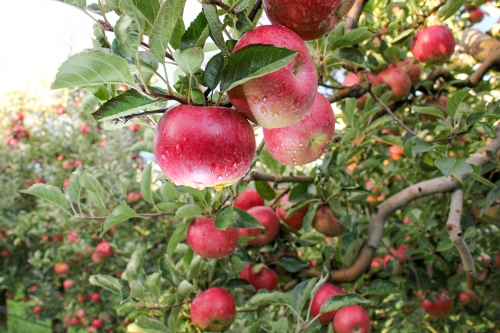 Apple Orchard ready for harvest. Mornig shot after the rain