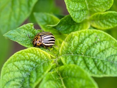 Insecticidas