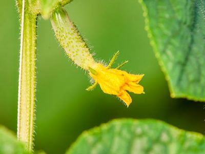 Рапид Дуэт, СП