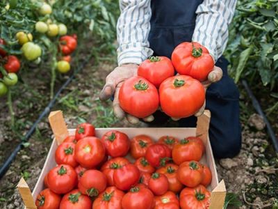 Рапид Голд Плюс, СП