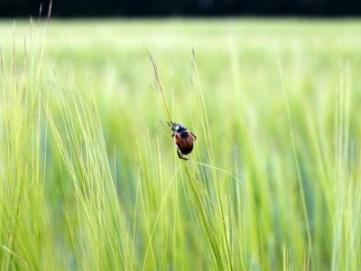 Инсектициды