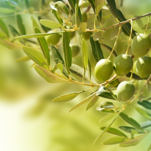 Pitunia seedlings in plastic flower pots from above