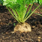 Pitunia seedlings in plastic flower pots from above