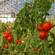 Pitunia seedlings in plastic flower pots from above
