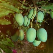 Pitunia seedlings in plastic flower pots from above