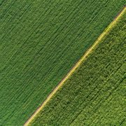 Pitunia seedlings in plastic flower pots from above