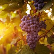 Pitunia seedlings in plastic flower pots from above