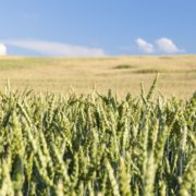 Pitunia seedlings in plastic flower pots from above