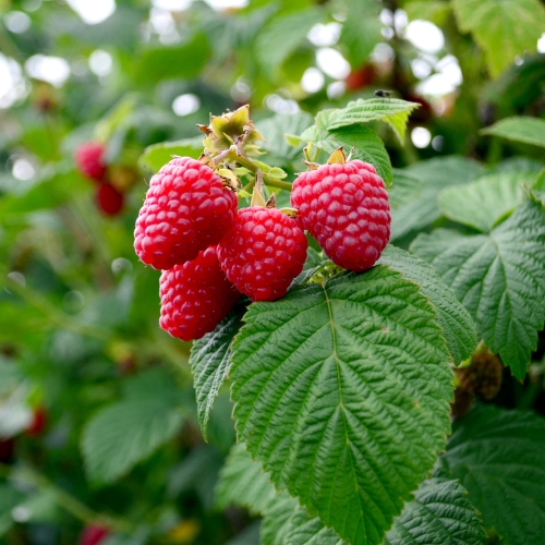 Pitunia seedlings in plastic flower pots from above