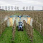 Pitunia seedlings in plastic flower pots from above