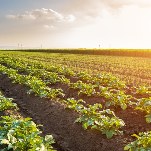 Pitunia seedlings in plastic flower pots from above