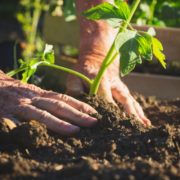 Pitunia seedlings in plastic flower pots from above