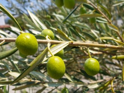 Ζιζανιοκτόνο