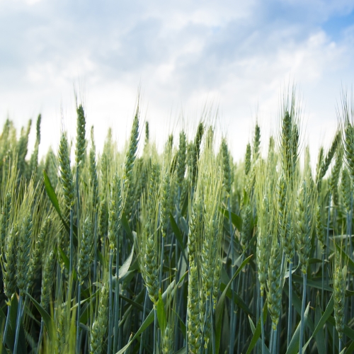 Pitunia seedlings in plastic flower pots from above