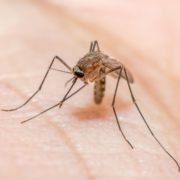 Pitunia seedlings in plastic flower pots from above
