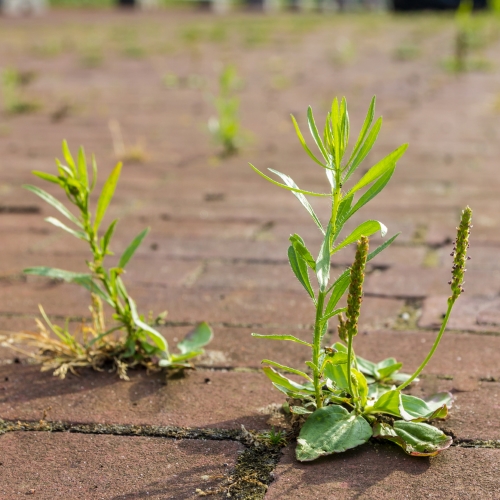 Pitunia seedlings in plastic flower pots from above