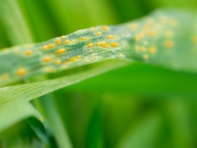Fungicides