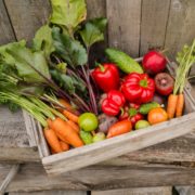 Pitunia seedlings in plastic flower pots from above