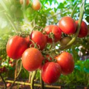Tomato fruit with water drop and sunlight close up shot