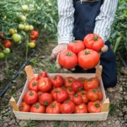 Pitunia seedlings in plastic flower pots from above