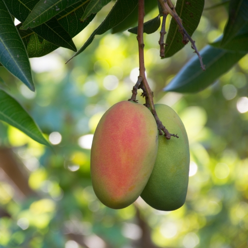 Pitunia seedlings in plastic flower pots from above