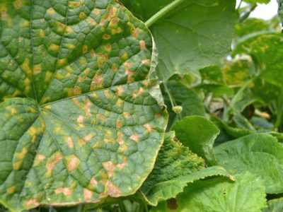 Fungicides