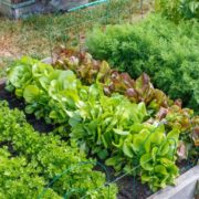 Pitunia seedlings in plastic flower pots from above
