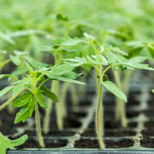 Pitunia seedlings in plastic flower pots from above