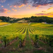 Pitunia seedlings in plastic flower pots from above