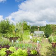 Pitunia seedlings in plastic flower pots from above