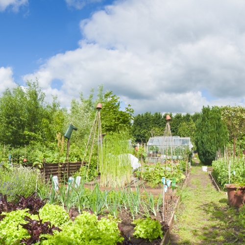 Pitunia seedlings in plastic flower pots from above