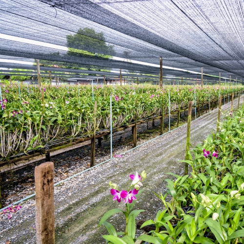 Pitunia seedlings in plastic flower pots from above
