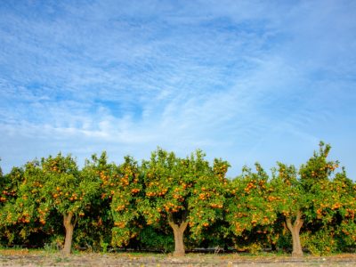 Ζιζανιοκτόνα