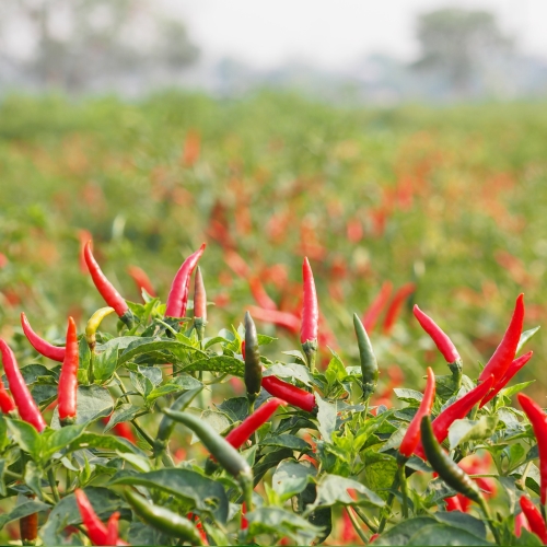 Pitunia seedlings in plastic flower pots from above