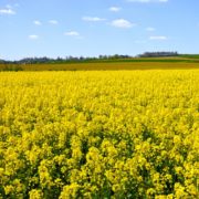Pitunia seedlings in plastic flower pots from above