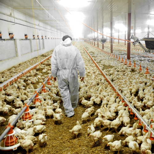 Pitunia seedlings in plastic flower pots from above