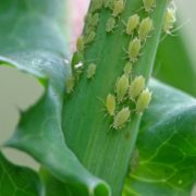 Pitunia seedlings in plastic flower pots from above