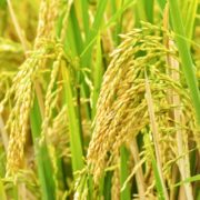 Pitunia seedlings in plastic flower pots from above
