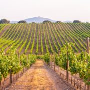 Pitunia seedlings in plastic flower pots from above