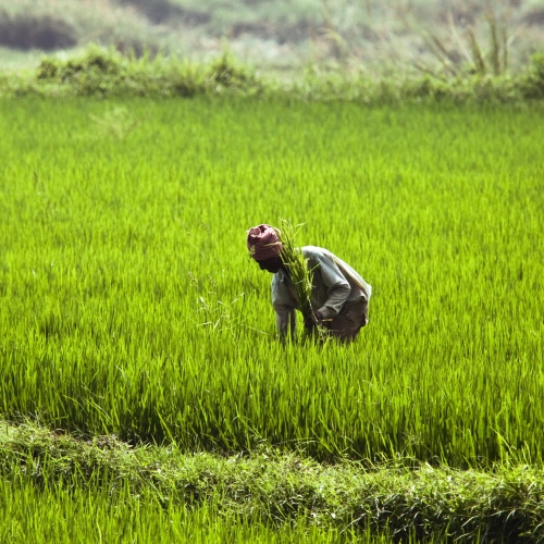 Pitunia seedlings in plastic flower pots from above