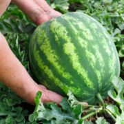 Pitunia seedlings in plastic flower pots from above