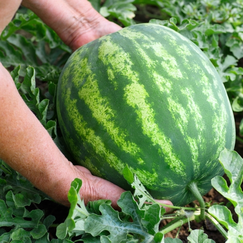 Pitunia seedlings in plastic flower pots from above