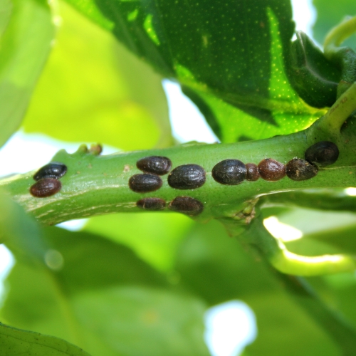 Pitunia seedlings in plastic flower pots from above