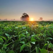 Pitunia seedlings in plastic flower pots from above