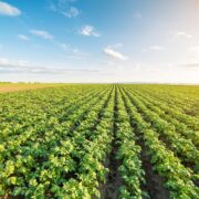 Pitunia seedlings in plastic flower pots from above