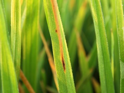 Fungicides