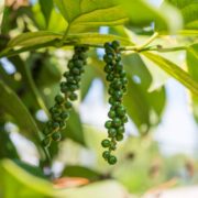 Pitunia seedlings in plastic flower pots from above