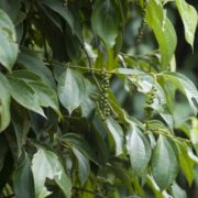 Pitunia seedlings in plastic flower pots from above