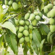 Pitunia seedlings in plastic flower pots from above